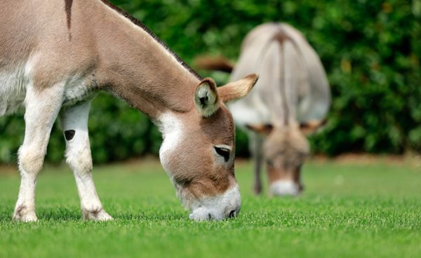 geur Psychologisch tempo Mini Ezels – Mini ezel ranch